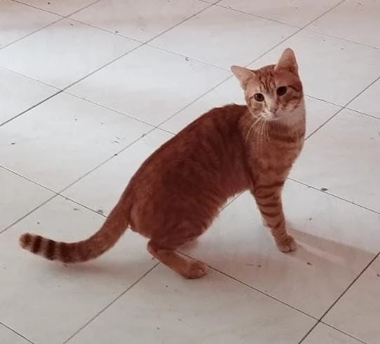 Regalo gatti  | Foto 2
