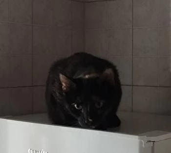 Regalo gatti  | Foto 1