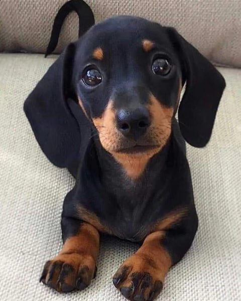  regalo adorabili cuccioli bassotto femminucce e maschietti gratuita i cuccioli sono vaccinati sverm