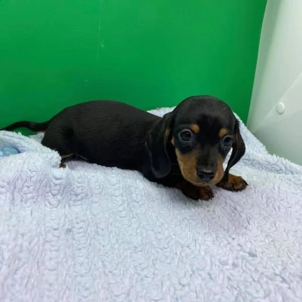 regalo adorabili cuccioli  bassotto femminucce e maschietti disponibili