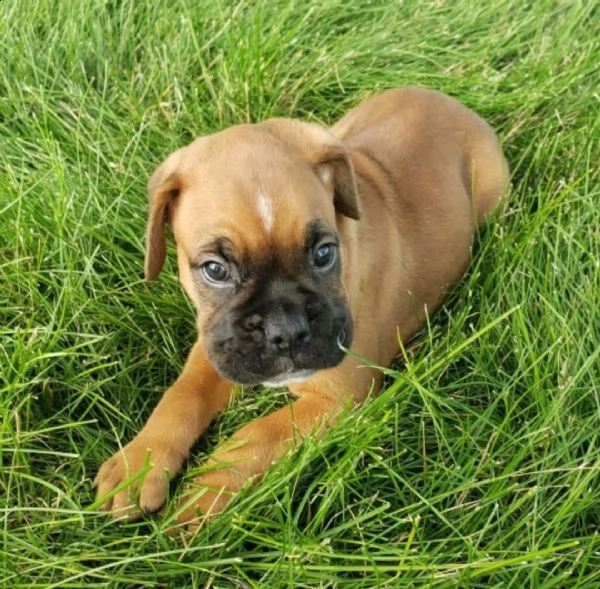 regalo cuccioli di boxer 