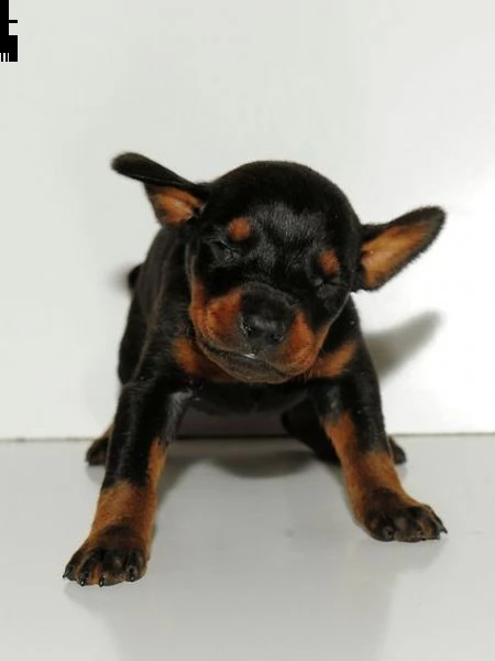  regalo adorabili cuccioli dobermann femminucce e maschietti gratuita i cuccioli sono vaccinati sver