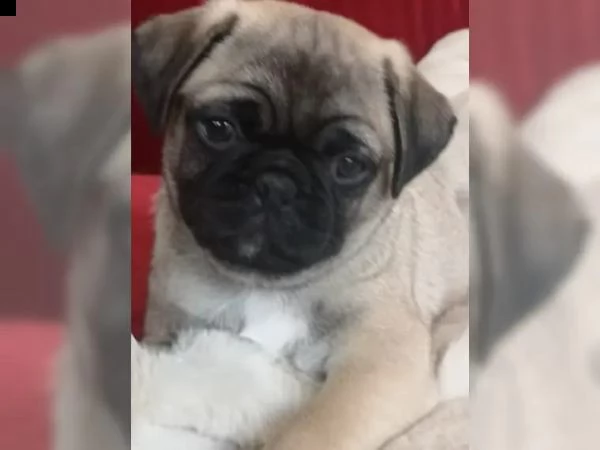 disponibili stupendi cuccioli carlino | Foto 6