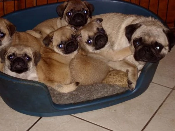 disponibili stupendi cuccioli carlino | Foto 5