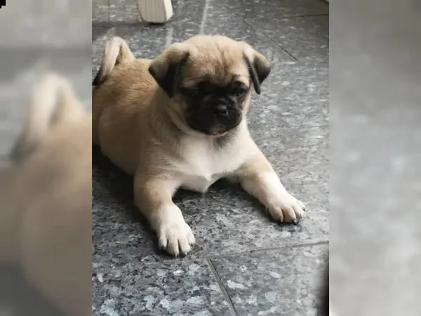 disponibili stupendi cuccioli carlino