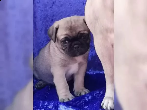 disponibili stupendi cuccioli carlino | Foto 2