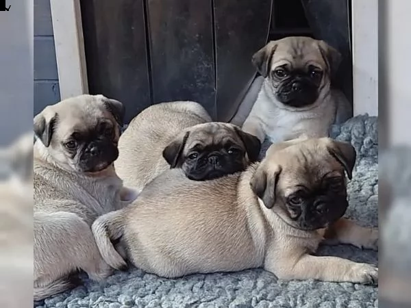 disponibili stupendi cuccioli carlino | Foto 1