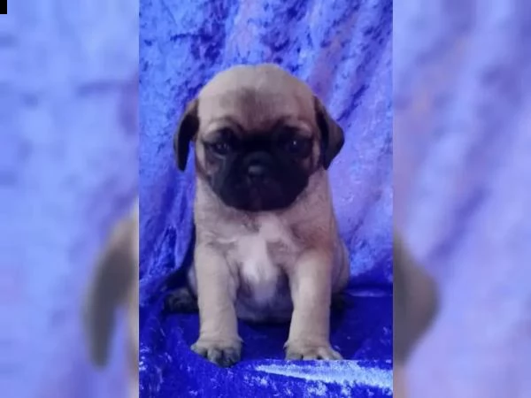 disponibili stupendi cuccioli carlino | Foto 0