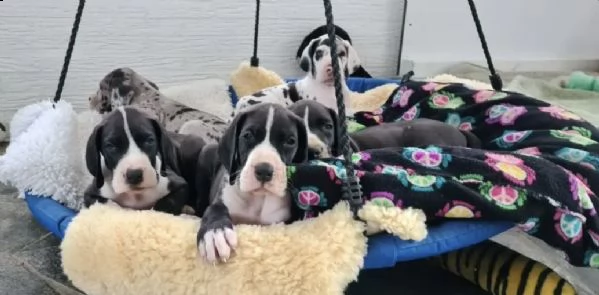 cucciolo di alano di champions che si accoppia con carte ddc/vdh | Foto 0