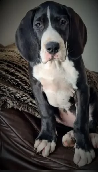 cucciolo di alano di champions che si accoppia con carte ddc/vdh