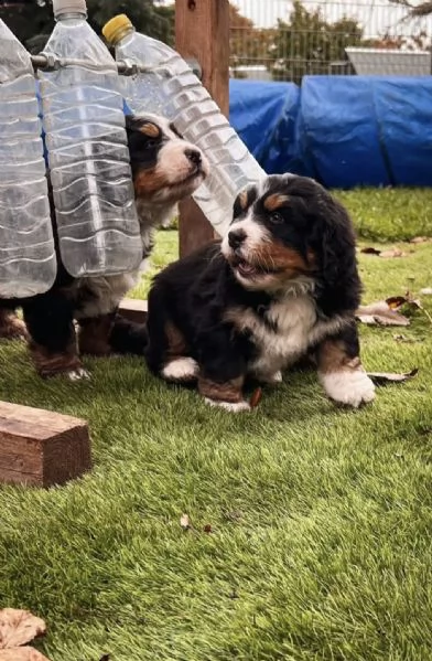 la scuola degli animali del cinema vende cuccioli di biscotti( bovaro del bernese) | Foto 1