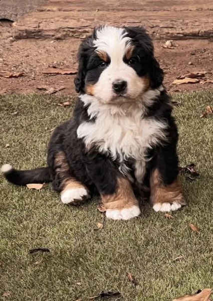 la scuola degli animali del cinema vende cuccioli di biscotti( bovaro del bernese) | Foto 0