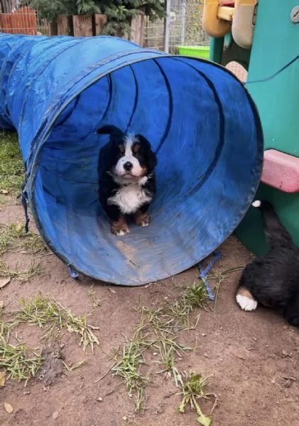 la scuola degli animali del cinema vende cuccioli di biscotti( bovaro del bernese)