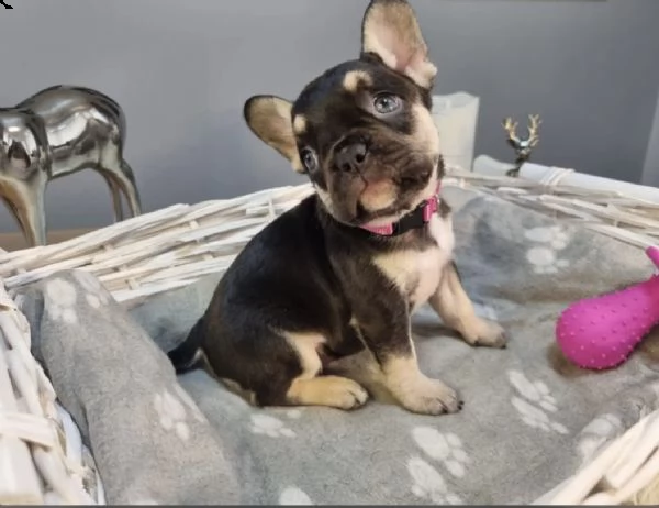 cuccioli di bulldog francese con pedigree | Foto 1