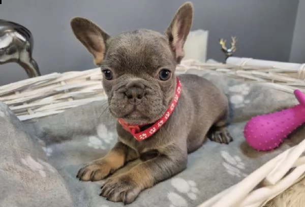 cuccioli di bulldog francese con pedigree | Foto 0
