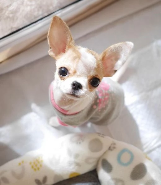 regalo cucciolo regalo cuccioli di chihuahua