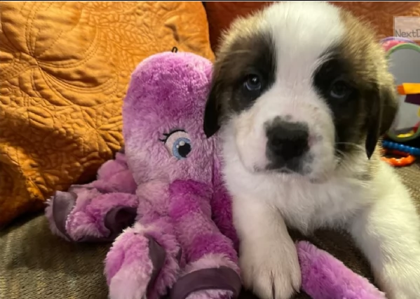 cuccioli san bernardo in regalo