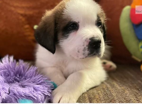 cuccioli san bernardo in regalo | Foto 2