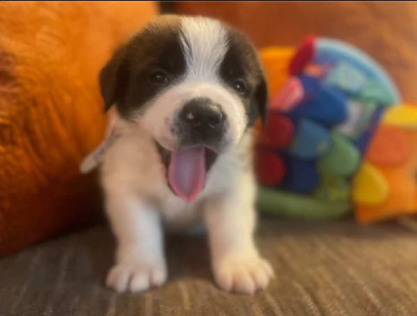 cuccioli san bernardo in regalo | Foto 1