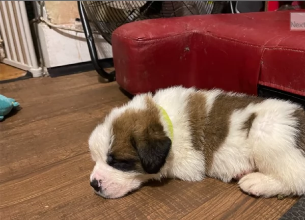cuccioli san bernardo in regalo | Foto 0