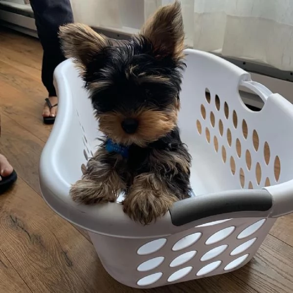 régalo cuccioli di yorkier terrier 