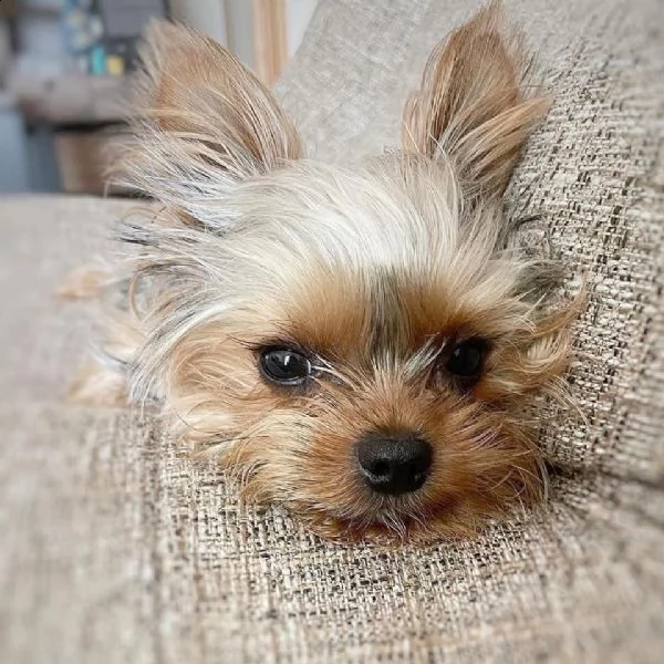 regalo cuccioli yorkie disponibili per l'adozione
