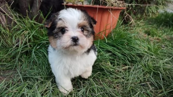 regalo cuccioli di yorkshire terrier toy