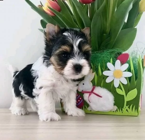 3 régalo cuccioli di yorkies toy
