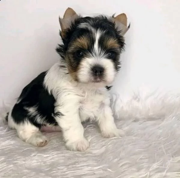 regalo cuccioli di yorkies 