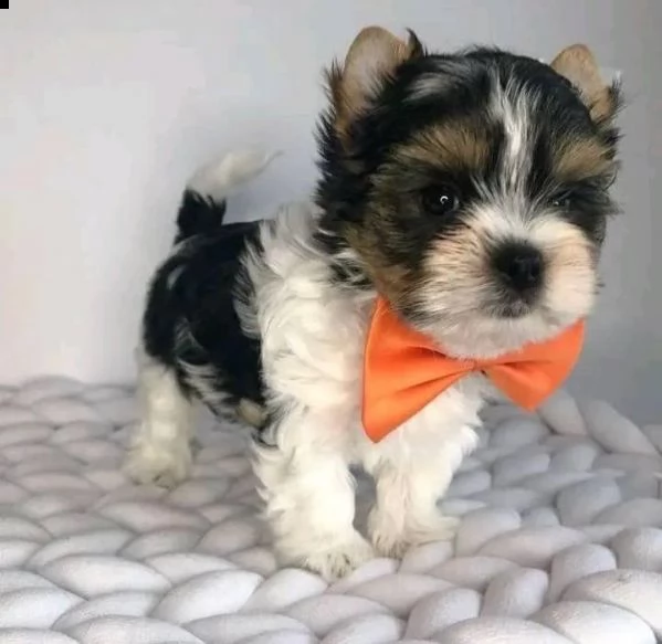 régalo cuccioli toy yorkshire terrier 