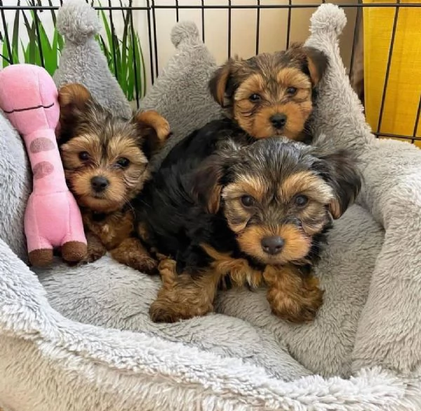 régalo 2 cuccioli di yorkies 