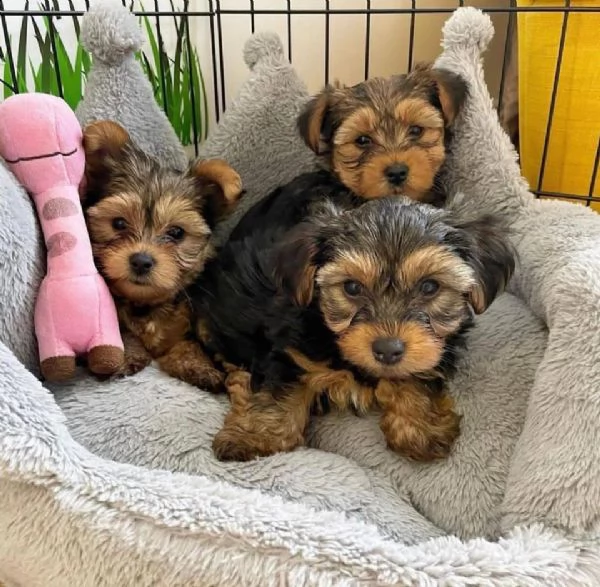 regalo toy cuccioli di femmina yorkies 
