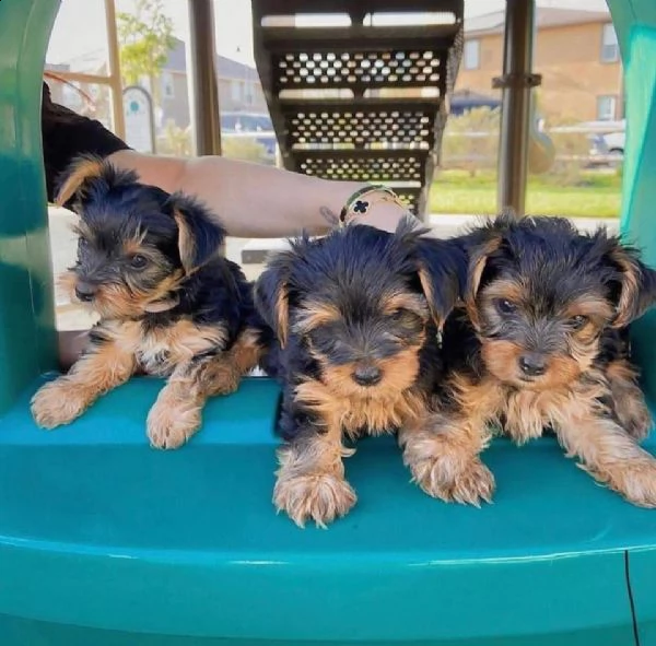 regalo toy maschi cuccioli di yorkshire terrier 
