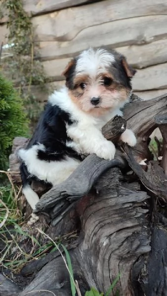 regalo cuccioli di yorkies registrati