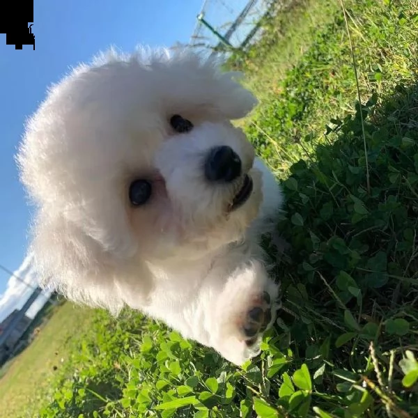 regalo cuccioli di maltese -ligure 