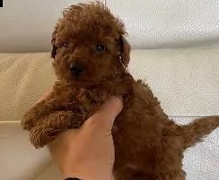 regalo barboncino cuccioli toy disponibili.... | Foto 0