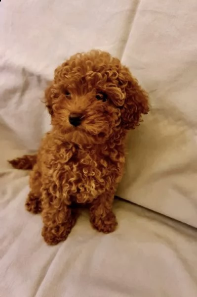 barboncino toy dispkn regalo | Foto 0