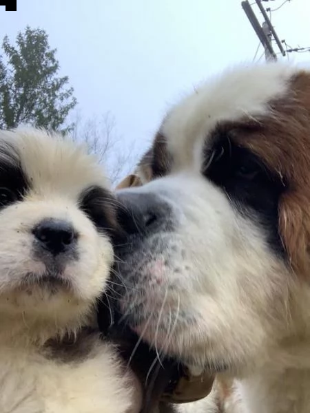 regalo adorabili cuccioli  san bernardo  femminucce e maschietti gratuita