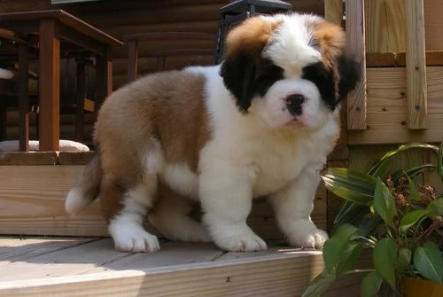 regalo adorabili cuccioli  san bernardo  femminucce e maschietti disponibili gratuita