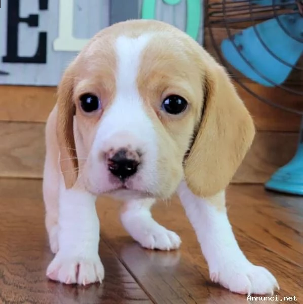 regalo cucciolo regalo beagle cuccioli meravigliosi ! 