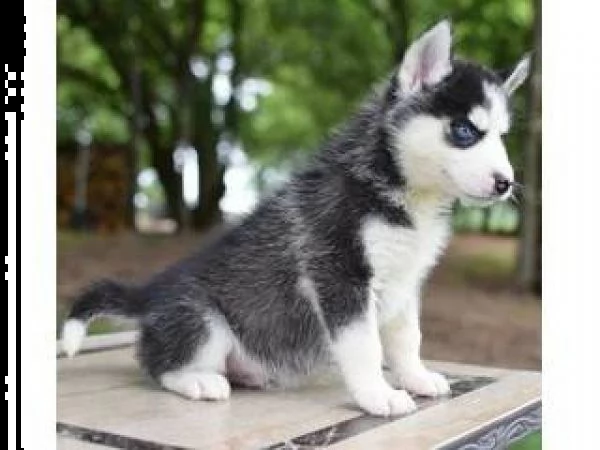regalo cuccioli di husky siberiano  maschi e femmina.  