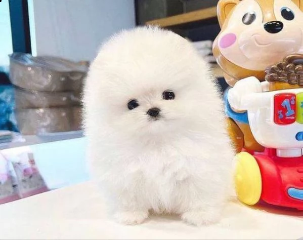 cuccioli di volpino di pomerania