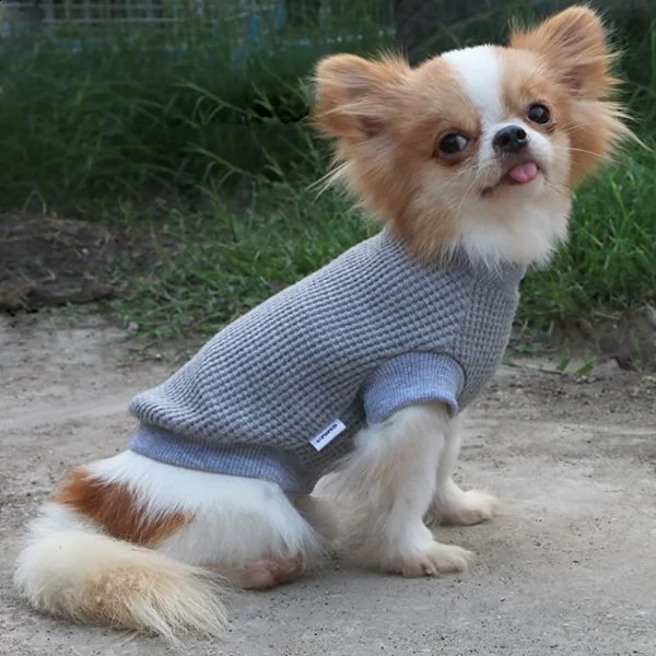 free puppy for adoption  | Foto 0