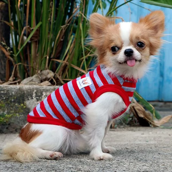 free puppy for adoption 