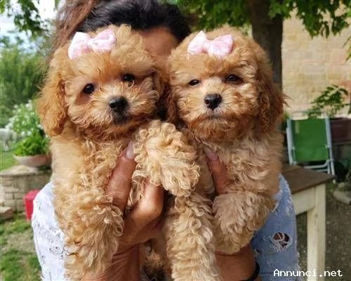  regalo barboncino cuccioli per l'adozione bellissima cucciolata