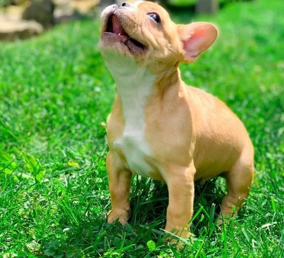 ciao, questi sono i nostri due adorabili e affascinanti cuccioli | Foto 3