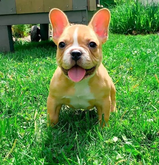 ciao, questi sono i nostri due adorabili e affascinanti cuccioli | Foto 2