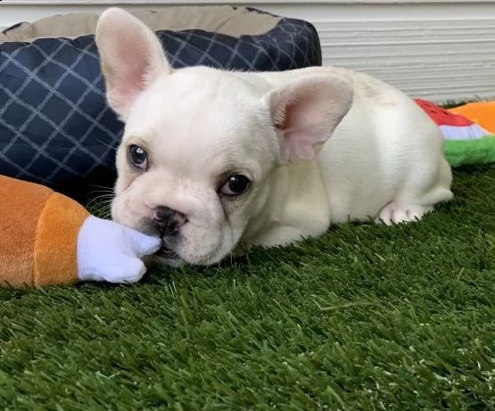 ciao, questi sono i nostri due adorabili e affascinanti cuccioli