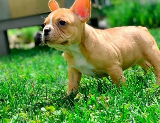 ciao, questi sono i nostri due adorabili e affascinanti cuccioli | Foto 1