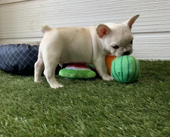 ciao, questi sono i nostri due adorabili e affascinanti cuccioli | Foto 0